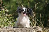 EPAGNEUL PAPILLON 179